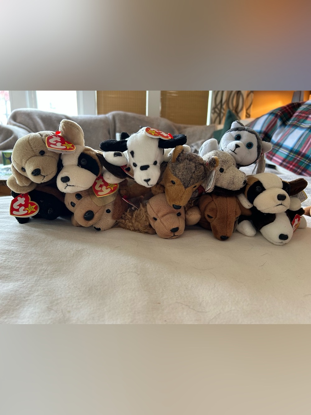 13 Ty beanie baby dogs in like new condition 1994-2000